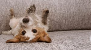 Nova Paws and Relax